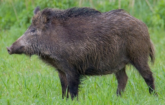 Seven Pines Under Siege as Wild Hogs Tear Up Jacksonville Lawns
