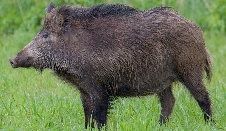 Seven Pines Under Siege as Wild Hogs Tear Up Jacksonville Lawns
