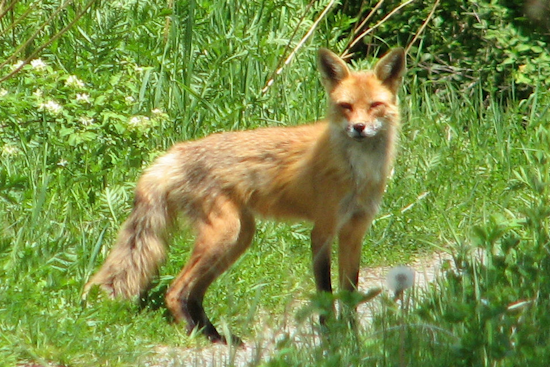 Severna Park Block Shocked As Fox Roams With Steel Trap On Its Mouth