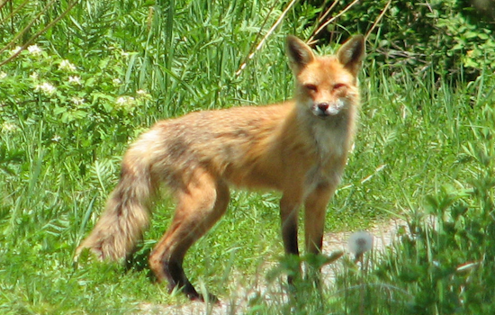 Severna Park Block Shocked As Fox Roams With Steel Trap On Its Mouth