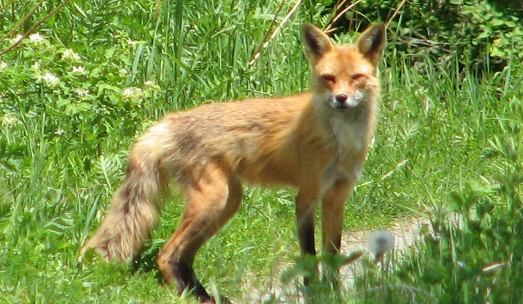 Severna Park Block Shocked As Fox Roams With Steel Trap On Its Mouth