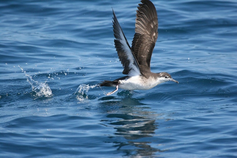 Shipwreck Beach Horror As 168 Seabirds Found Slaughtered On Kauaʻi