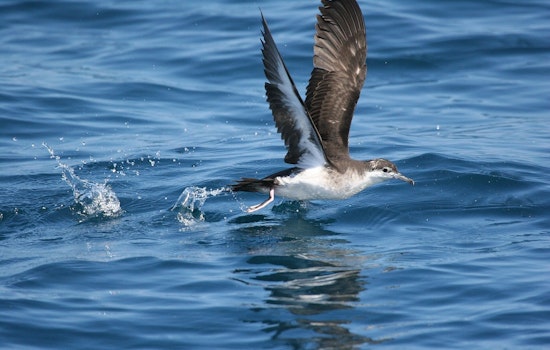 Shipwreck Beach Horror As 168 Seabirds Found Slaughtered On Kauaʻi