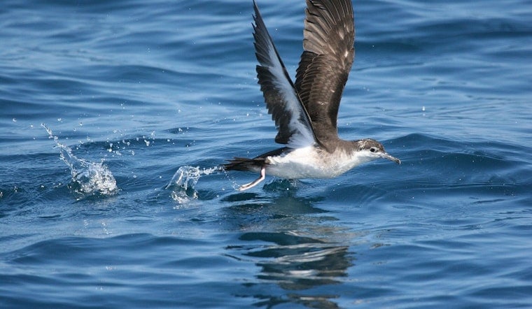 Shipwreck Beach Horror As 168 Seabirds Found Slaughtered On Kauaʻi