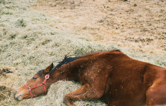 Shock At Laurel Park As Hit Zero Drops Dead On Black-Eyed Susan Day