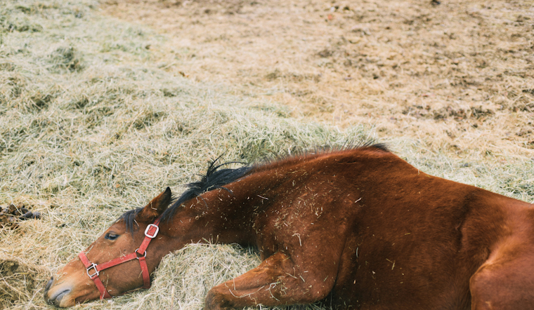 Shock At Laurel Park As Hit Zero Drops Dead On Black-Eyed Susan Day