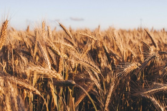 Shrinking U.S. Wheat Crop Has Hawaii Bracing For Pricier Bread