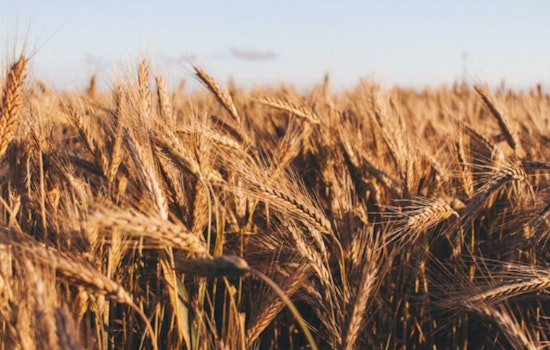 Shrinking U.S. Wheat Crop Has Hawaii Bracing For Pricier Bread