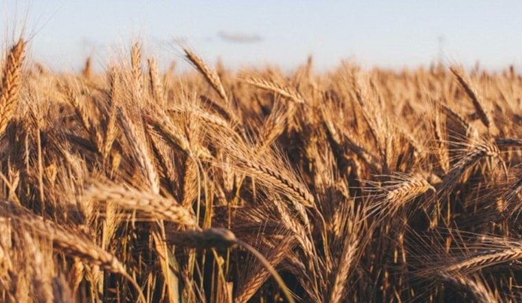Shrinking U.S. Wheat Crop Has Hawaii Bracing For Pricier Bread