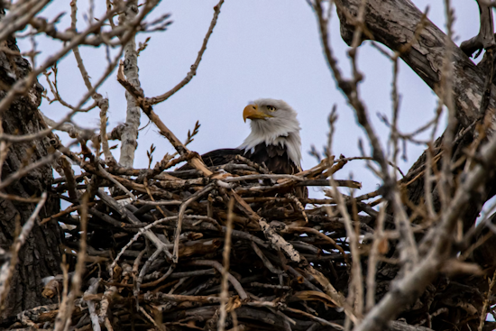 Sick Glen Hazel Eagle Chicks Have Pittsburgh On Edge