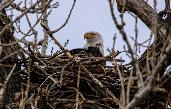 Sick Glen Hazel Eagle Chicks Have Pittsburgh On Edge