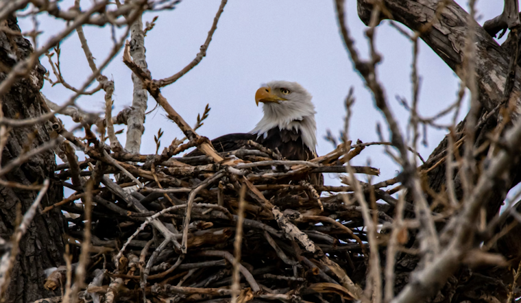 Sick Glen Hazel Eagle Chicks Have Pittsburgh On Edge