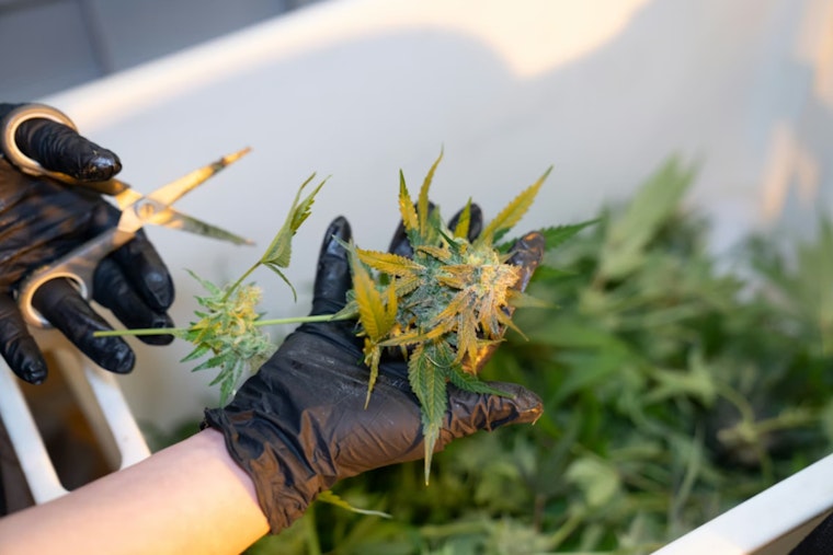 Cherokee Street Weed Workers Finally Win Union Brawl After Two-Year Standoff