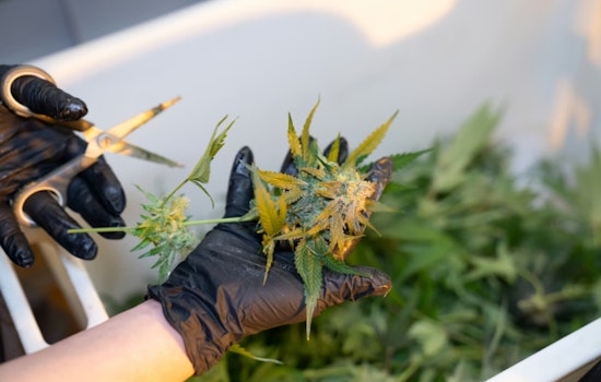 Cherokee Street Weed Workers Finally Win Union Brawl After Two-Year Standoff