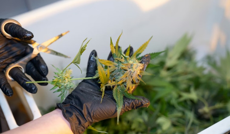 Cherokee Street Weed Workers Finally Win Union Brawl After Two-Year Standoff