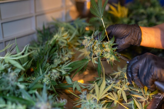 SJC Grills State On Ballot Wording For Mass. Pot Repeal