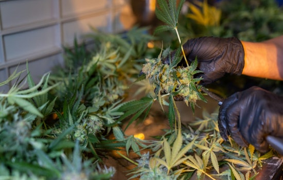 SJC Grills State On Ballot Wording For Mass. Pot Repeal