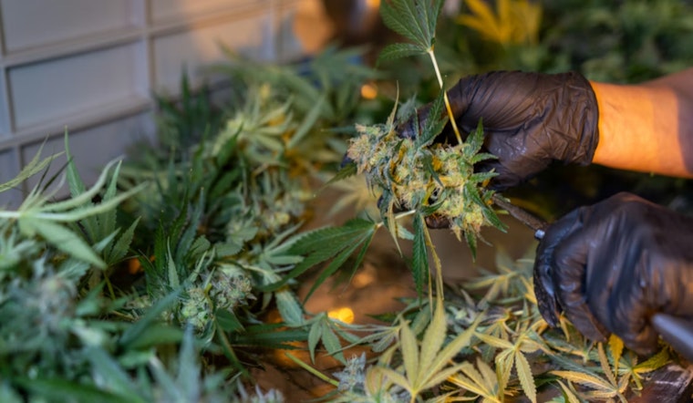 SJC Grills State On Ballot Wording For Mass. Pot Repeal