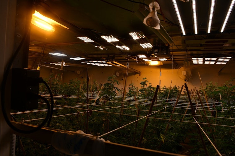 Skunky Smell And Mystery Vans Blow Cover On Livingston Pot Farm