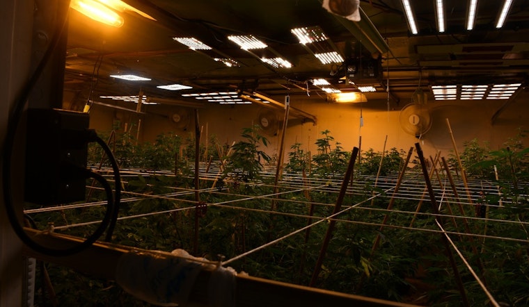 Skunky Smell And Mystery Vans Blow Cover On Livingston Pot Farm