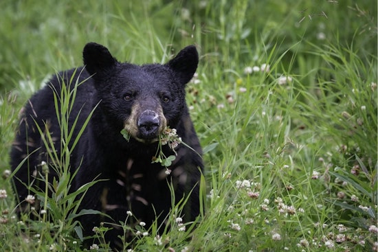 Sleepy 250-Pound Bear Naps In Falcon Window Well, Gets Quietly Evicted