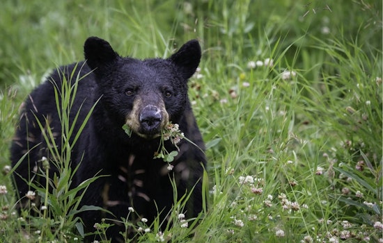 Sleepy 250-Pound Bear Naps In Falcon Window Well, Gets Quietly Evicted