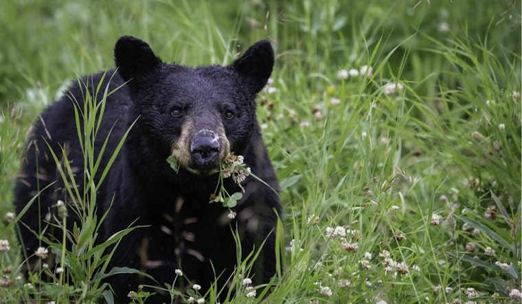 Sleepy 250-Pound Bear Naps In Falcon Window Well, Gets Quietly Evicted