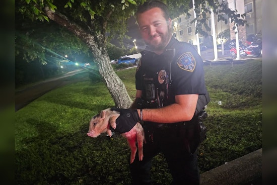 Slidell Piglet Busted After Hiding Under Cop Car At Local Hotel