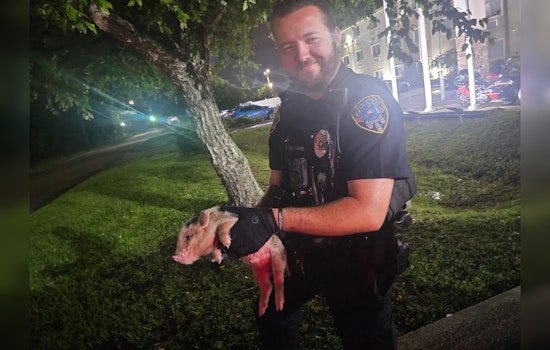 Slidell Piglet Busted After Hiding Under Cop Car At Local Hotel