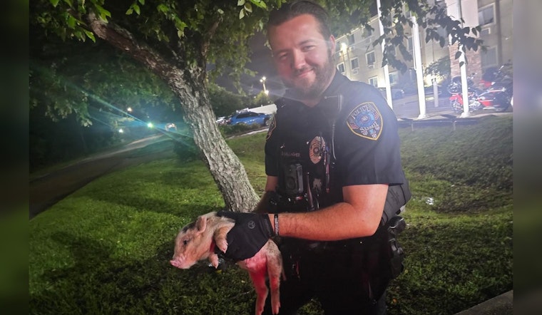 Slidell Piglet Busted After Hiding Under Cop Car At Local Hotel