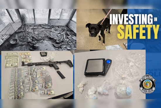 Kingsway West Raid Nets Gun, Drugs And Dogs With No Food Or Water