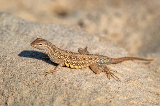 Smuggled Sock Lizards Multiply Into Millions Across Cincinnati