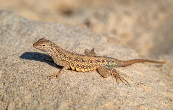 Smuggled Sock Lizards Multiply Into Millions Across Cincinnati