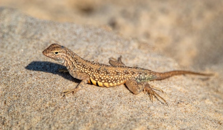 Smuggled Sock Lizards Multiply Into Millions Across Cincinnati