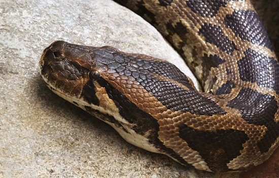Snakes Abandoned On Hollywood Walk Of Fame