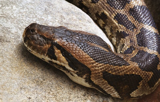 Snakes Abandoned On Hollywood Walk Of Fame