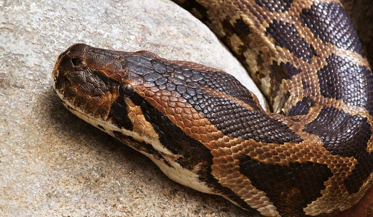 Snakes Abandoned On Hollywood Walk Of Fame