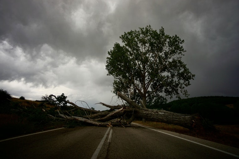 Soggy Holiday Chaos As Toppling Trees Crush Cars From Brooklyn To Jersey