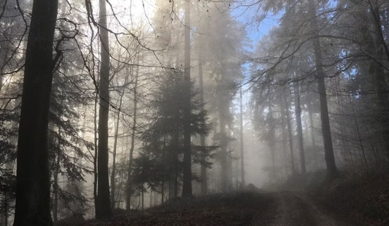Soupy Morning Fog Sets Up Blustery, Storm-Ready Afternoon In Charlotte