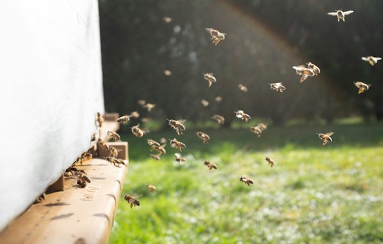 South Side Block Stunned as Yard Explodes With Bees