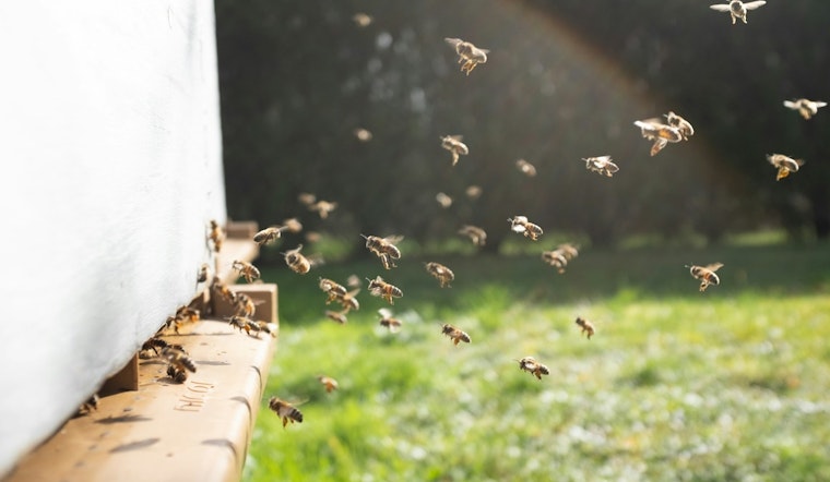 South Side Block Stunned as Yard Explodes With Bees