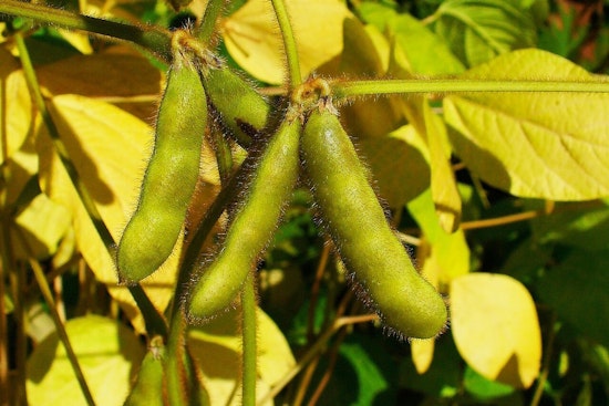 Soybean Capital That Skips Supper: Why Illinois Barely Eats Its Own Crop