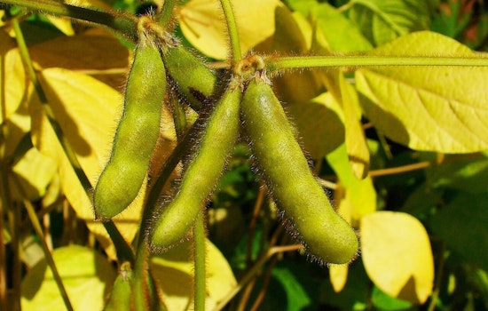 Soybean Capital That Skips Supper: Why Illinois Barely Eats Its Own Crop