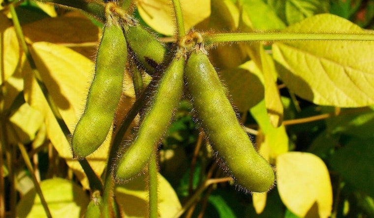 Soybean Capital That Skips Supper: Why Illinois Barely Eats Its Own Crop
