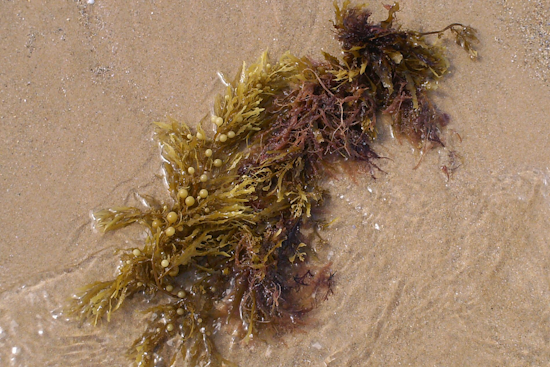 Space Coast Blanketed By Sargassum On Memorial Day