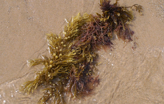 Space Coast Blanketed By Sargassum On Memorial Day
