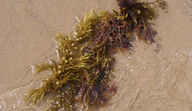 Space Coast Blanketed By Sargassum On Memorial Day