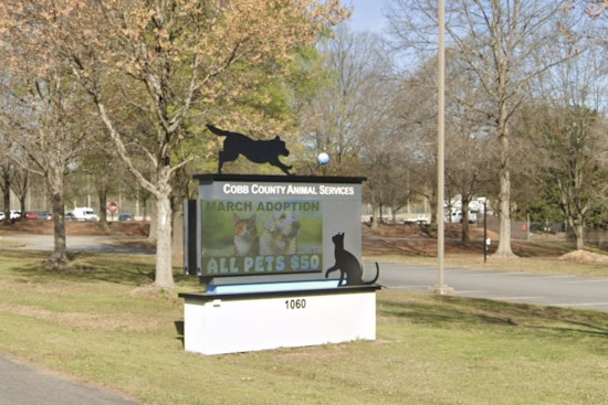 Starving Cobb County Horses Chewed Rocks As Owner Sought By Cops