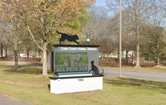 Starving Cobb County Horses Chewed Rocks As Owner Sought By Cops