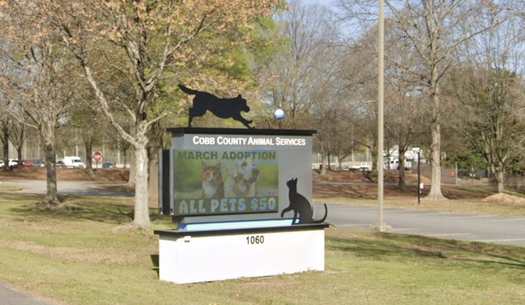 Starving Cobb County Horses Chewed Rocks As Owner Sought By Cops